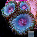 Miami Vice Zoanthid- Stock Frag 3 Polyp
