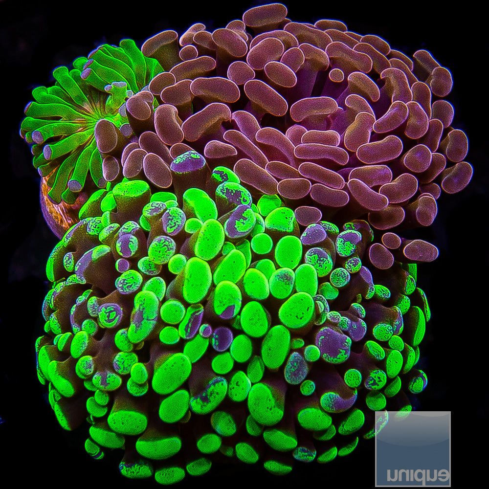 Frag Packs – UniqueCorals