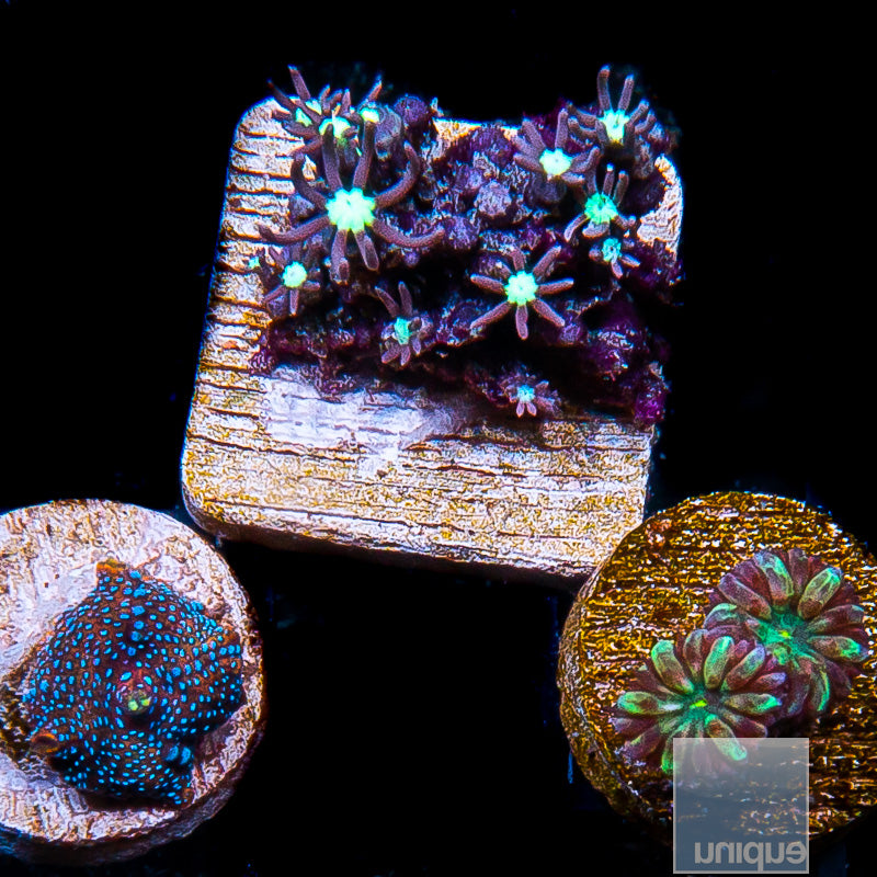 Frag Packs – UniqueCorals