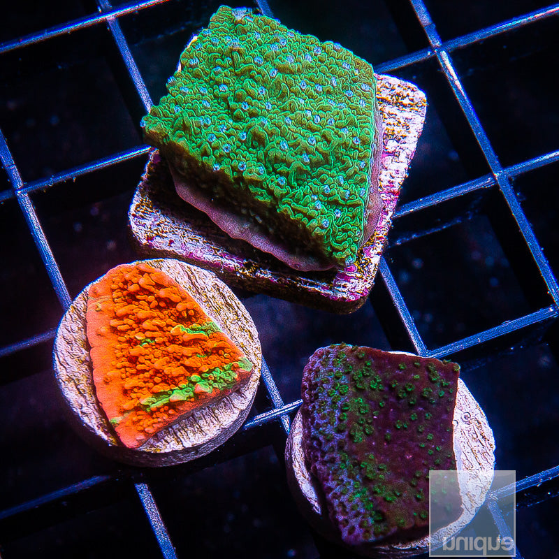 Frag Packs – UniqueCorals
