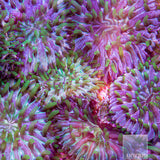 Unique Corals Multi-Color Fungia Plate-Stock