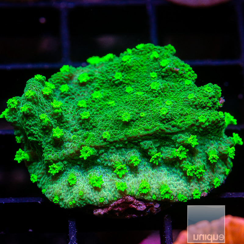 Neon Astreopora-WYSIWYG