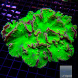 Green Cabbage Coral- Stock