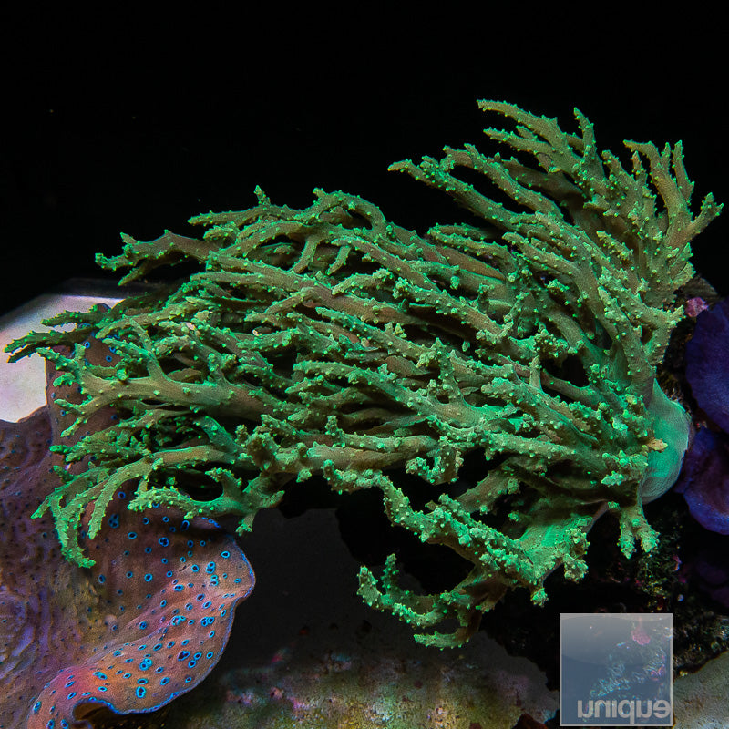 Unique Corals Neon Green Sinularia-Stock