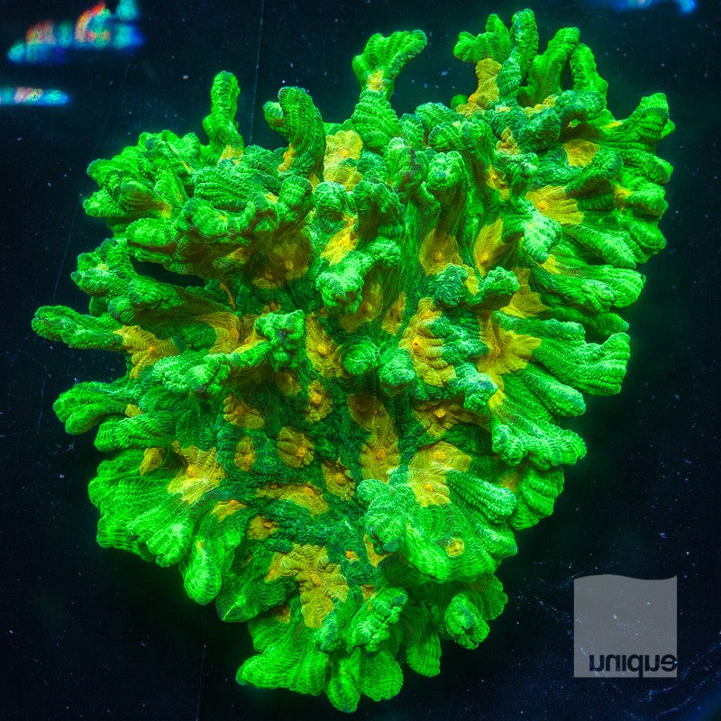 UC Space Invader Pectinia-Stock Frag