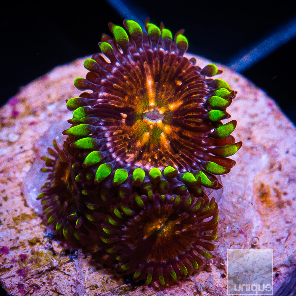 Nirvana Zoanthid- Stock Frag 3 Polyp