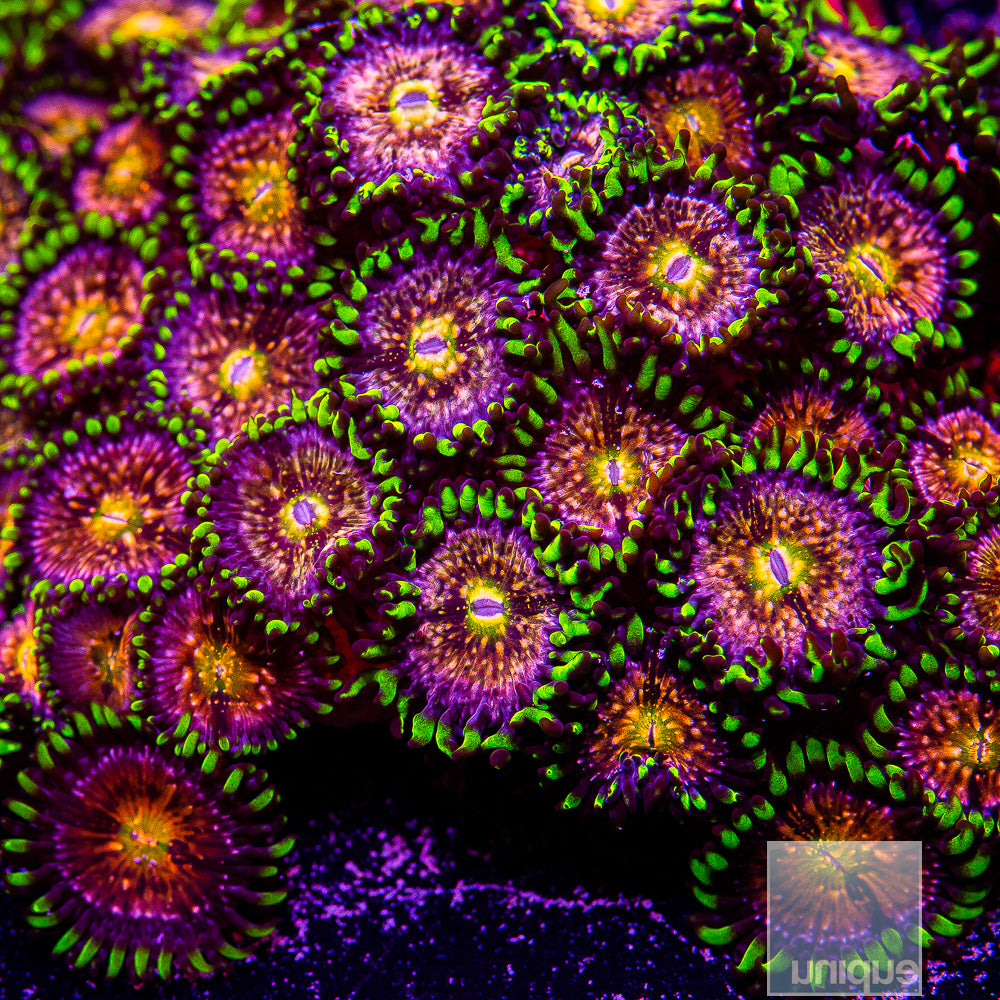 Nirvana Zoanthid- Stock Frag 3 Polyp