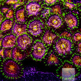 Nirvana Zoanthid- Stock Frag 3 Polyp