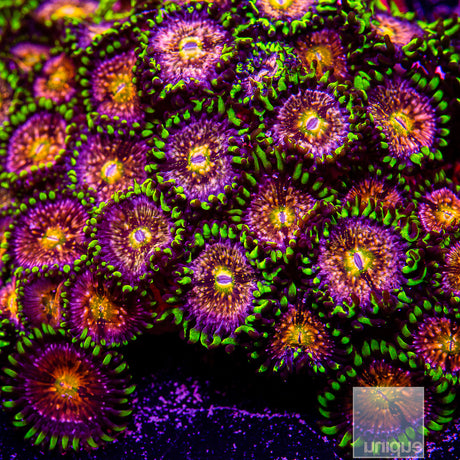 Nirvana Zoanthid- Stock Frag 3 Polyp