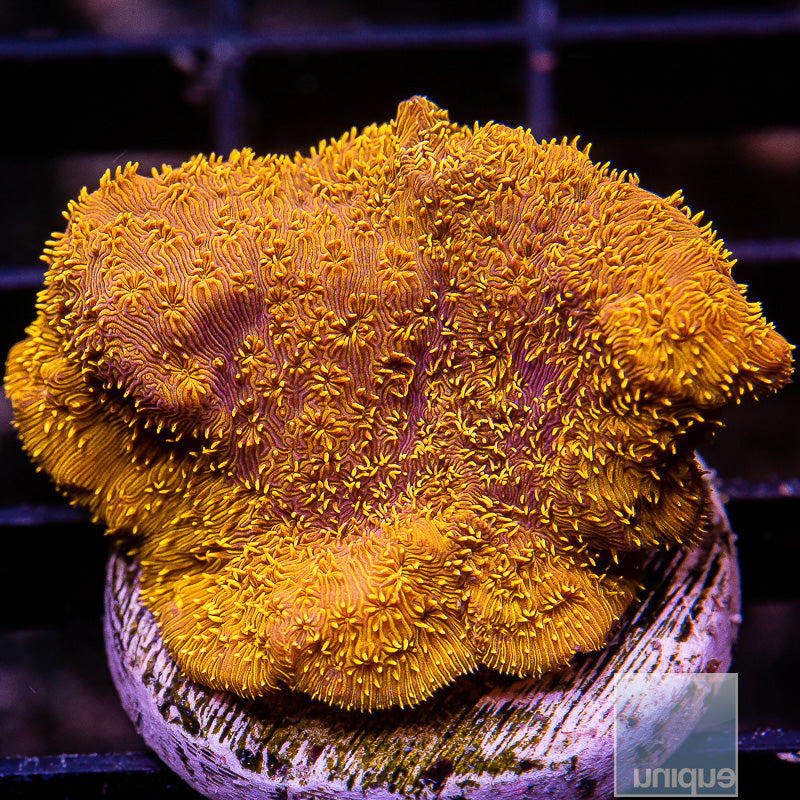 Orange Leptoseris-WYSIWYG