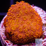 Orange Pavona- Stock Frag