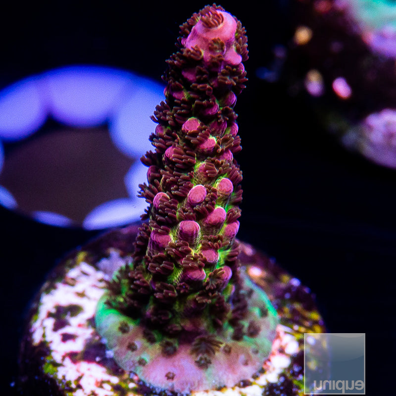 PC Rainbow Acropora-WYSIWYG