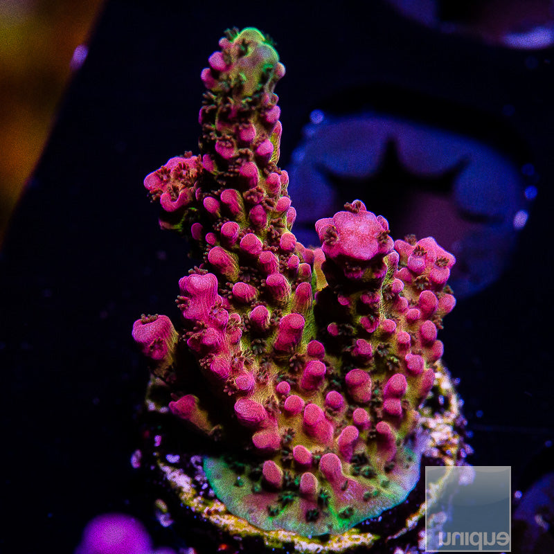 PC Rainbow Acropora-WYSIWYG