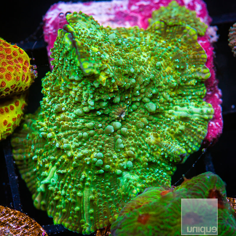 Candy crush mushroom colony live wysiwyg corals for sale online