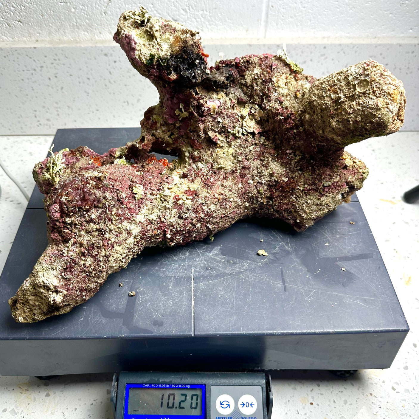 Australian Coral Sea Premium Branch Rock- WYSIWYG (Free 2 day shipping!)