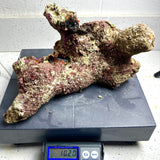 Australian Coral Sea Premium Branch Rock- WYSIWYG (Free 2 day shipping!)