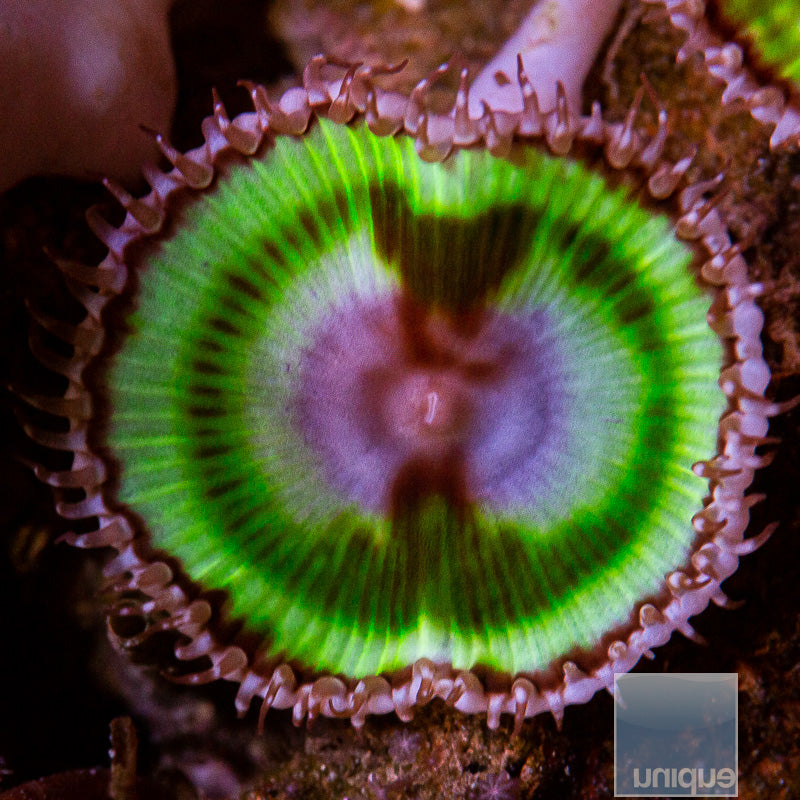 Palythoa Grandis Single Polyp-WYSIWYG