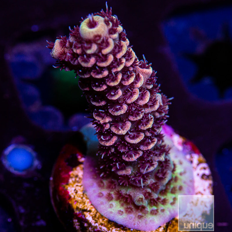 Peach Millepora-WYSIWYG