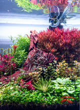 Freshwater Pixel LED Bundles All Sizes