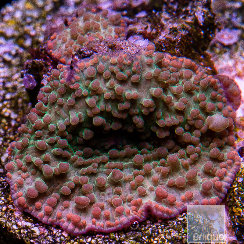 Pink Rim Green Discosoma-WYSIWYG