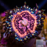 Pink Zipper Zoanthid-Stock Frag 3 Polyp