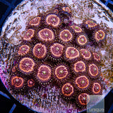 Pink Zipper Zoanthid-Stock Frag 3 Polyp