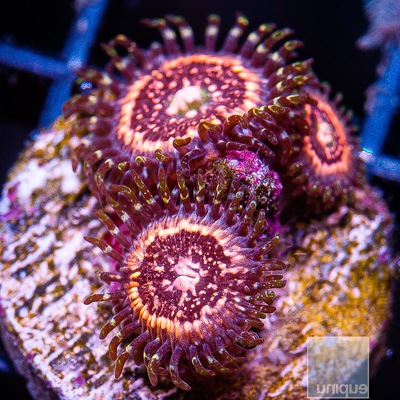 Pink Zipper Zoanthid-Stock Frag 3 Polyp