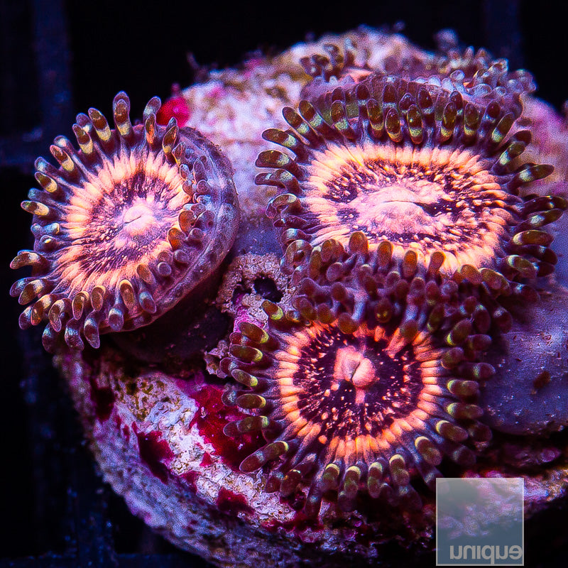 Pink Zipper Zoanthid-Stock Frag 3 Polyp