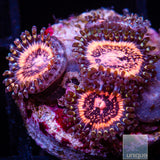 Pink Zipper Zoanthid-Stock Frag 3 Polyp