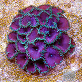 Purple Death Palythoa- Stock Frag 3 Polyp