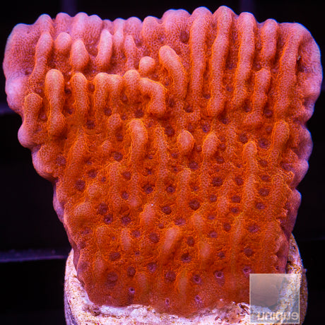 RR Nauti Spiral-Stock Frag