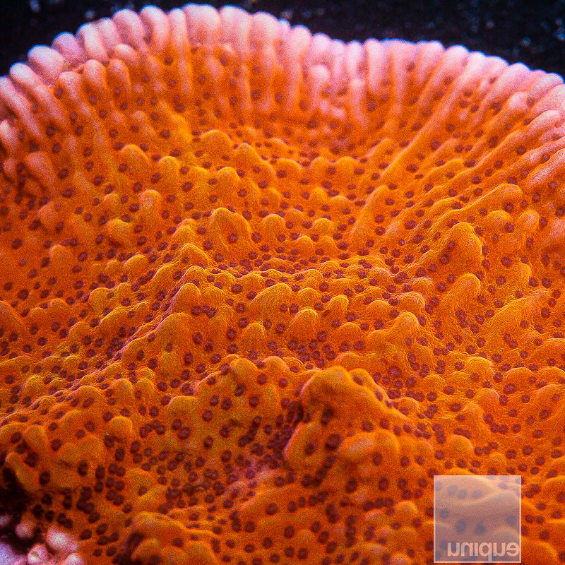 RR Nauti Spiral-Stock Frag