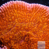 RR Nauti Spiral-Stock Frag