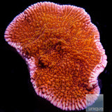 RR Nauti Spiral-Stock Frag
