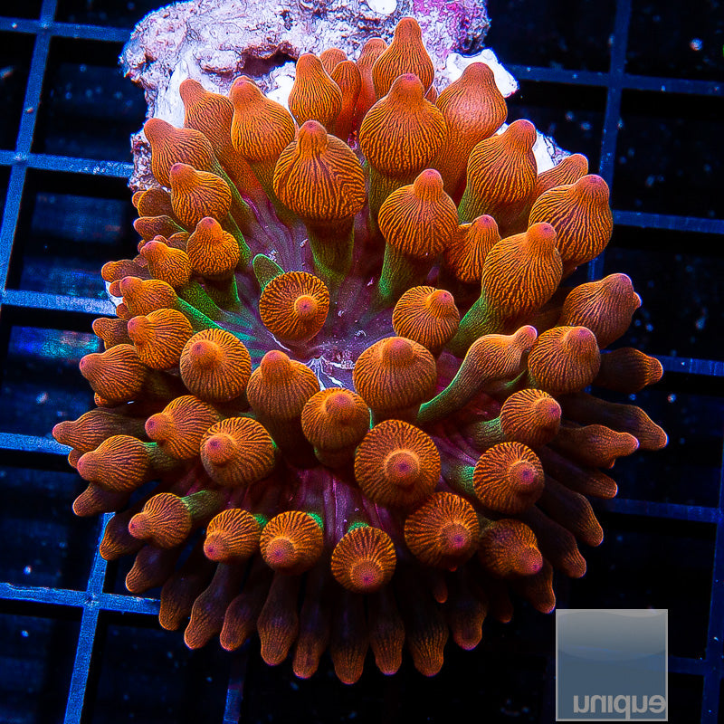 Entacmaea Quadricolor sp. Rainbow Bubble Tip Anemone- Stock