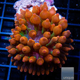 Entacmaea Quadricolor sp. Rainbow Bubble Tip Anemone- Stock