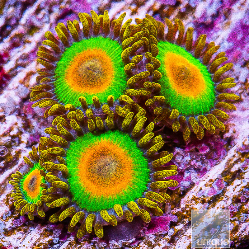 Rasta Zoanthid- Stock Frag 3 Polyp