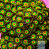 Rasta Zoanthid- Stock Frag 3 Polyp