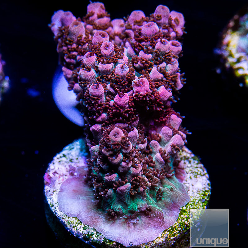 Red Aussie Hyacinthus-WYSIWYG