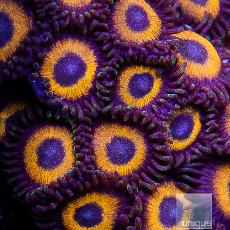 Red Bull Zoanthid-Stock Frag