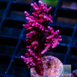 UC Signature- Red Dragon Acropora