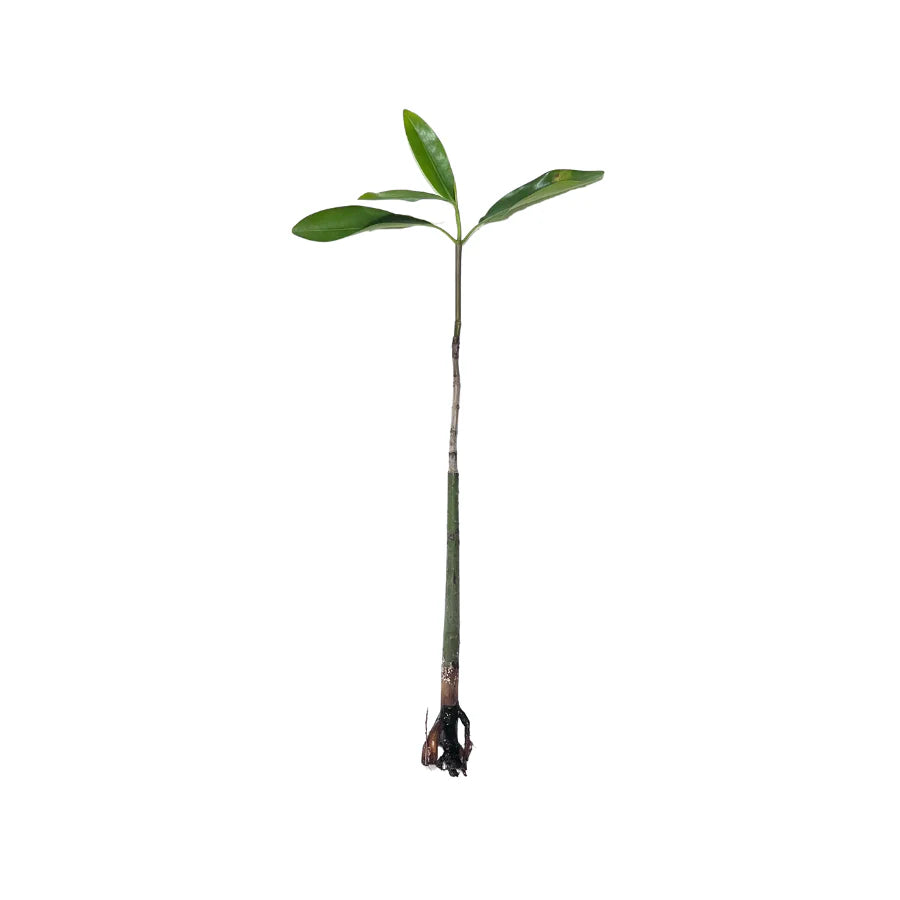 Red Mangrove Propagule