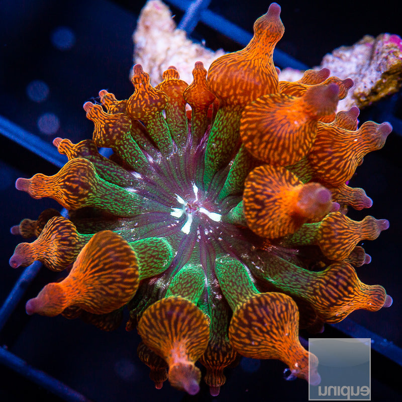 Entacmaea quadricolor sp. Rose Bubble Tip Anemone- Stock