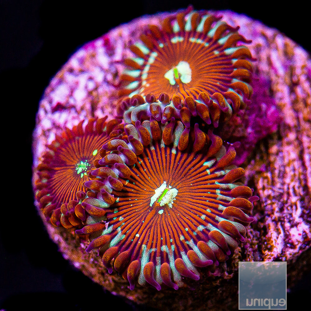 Salted Agave Zoanthid- Stock Frag 3 Polyp