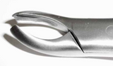 Dental Forcep #18L