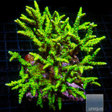 Slimeball Anacropora- Stock Frag