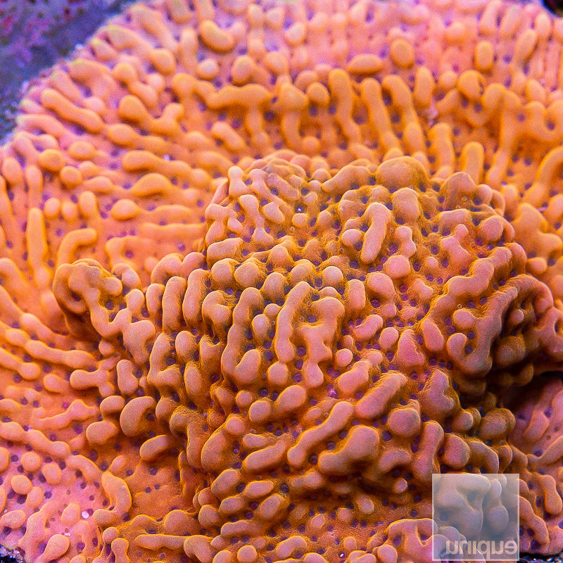 Slow Burner Montipora-Stock Frag