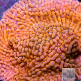 Slow Burner Montipora-Stock Frag
