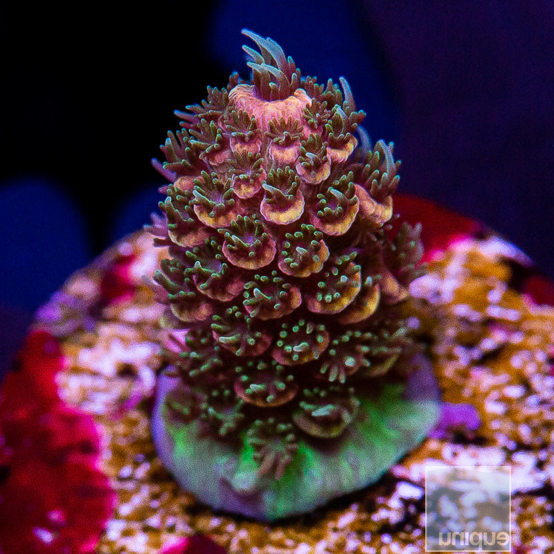 Small Peach Millepora-WYSIWYG