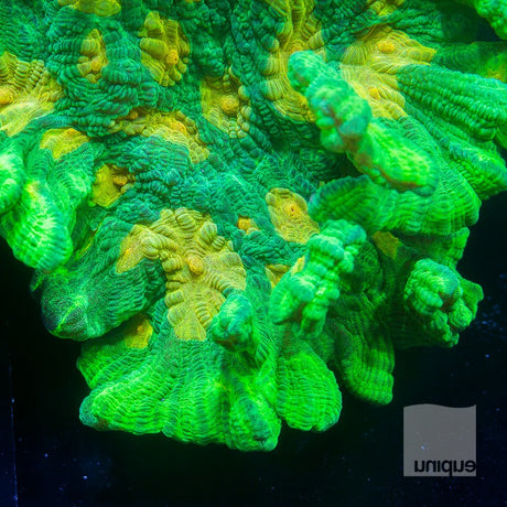 UC Space Invader Pectinia-Stock Frag